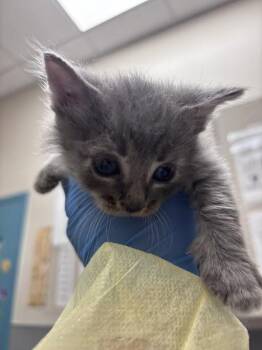 Domestic Short Hair Cats Available for Adoption - JOSE | PetCurious