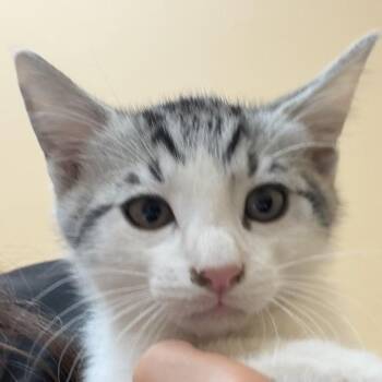Saffron -  Domestic Medium Hair Cat for Adoption in Midland, Texas - Saffron | PetCurious