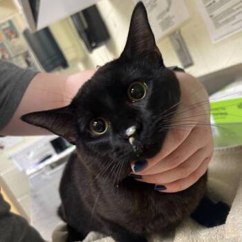 Domestic Short Hair Cats Available for Adoption - Count Von Count | PetCurious