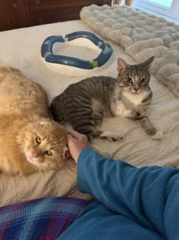 Apollo -  Domestic Long Hair Cat for Adoption in St. Peters, Missouri - Apollo | PetCurious