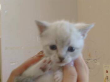 Siamese and Domestic Short Hair Cats Available for Adoption in Sacramento, California - PRIMERIA | PetCurious