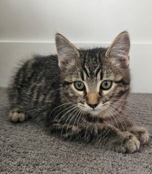 Lancelot -  Domestic Short Hair Cat for Adoption in Ogden, Utah - Lancelot | PetCurious