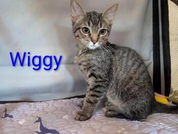 Wiggy Heber -  Domestic Short Hair and Tabby Cat for Adoption in Chandler, Arizona - Wiggy Heber | PetCurious