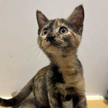 Faith -  Domestic Short Hair Cat for Adoption in Temecula, California - Faith | PetCurious