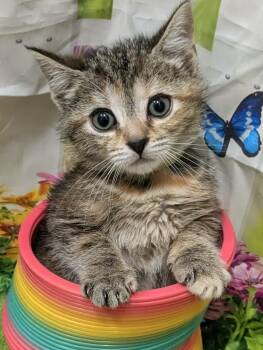 Domestic Short Hair Cats Available for Adoption in Chesapeake Beach, Maryland - Peep | PetCurious