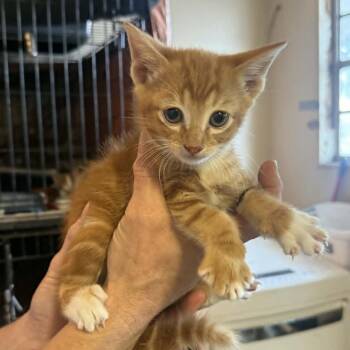 Domestic Short Hair Cats Available for Adoption in Stephenville, Texas - San Antonio | PetCurious
