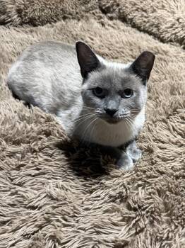 Jasmine (26-243 C) -  Domestic Short Hair and Siamese Cat for Adoption in Lansing, Michigan - Jasmine (26-243 C) | PetCurious