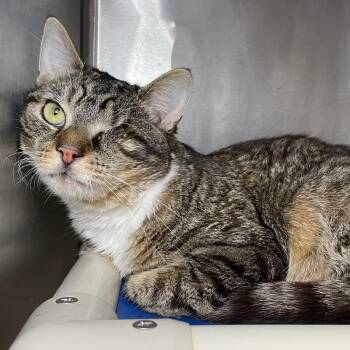 Macaroni Salad -  Domestic Short Hair Cat for Adoption in Roanoke, Virginia - Macaroni Salad | PetCurious
