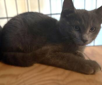 Russian Blue and Domestic Short Hair Cats Available for Adoption - Maverick | PetCurious