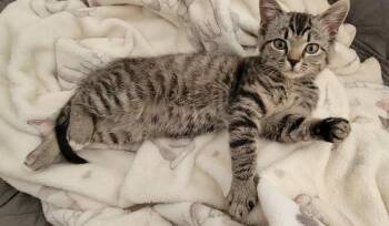 Domestic Medium Hair Cats Available for Adoption - Orion | PetCurious