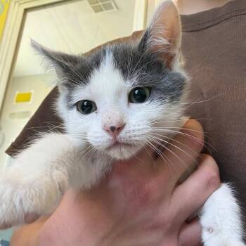 Joey -  Domestic Short Hair Cat for Adoption in West Des Moines, Iowa - Joey | PetCurious