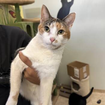Rescue Calico and Tuxedo Cats for Adoption in Lawrenceville, Georgia - Celia & Penny | PetCurious