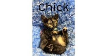 Domestic Short Hair Cats Available for Adoption in Newport, Kentucky - Chick | PetCurious