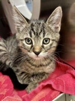 Bass -  Domestic Short Hair Cat for Adoption in Wichita, Kansas - Bass | PetCurious
