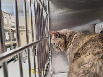 Cléo -  Domestic Short Hair Cat for Adoption in Montreal, Quebec - Cléo | PetCurious