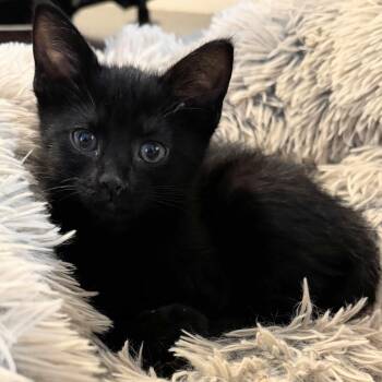 Leia -  Domestic Short Hair Cat for Adoption in Wilsonville, Oregon - Leia | PetCurious
