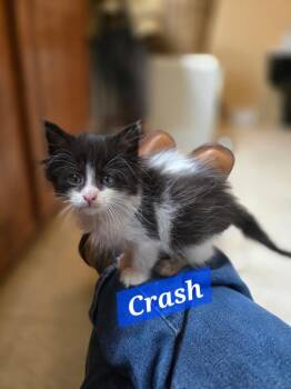 Crash -  Domestic Long Hair Cat for Adoption in Madison, Georgia - Crash | PetCurious