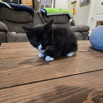 Rescue Domestic Short Hair Cats for Adoption in Maple Falls, Washington - Jelly | PetCurious