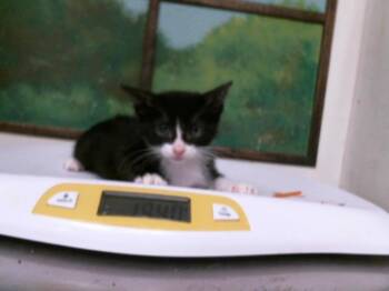 WILLOW -  Domestic Short Hair Cat for Adoption in Houston, Texas - WILLOW | PetCurious
