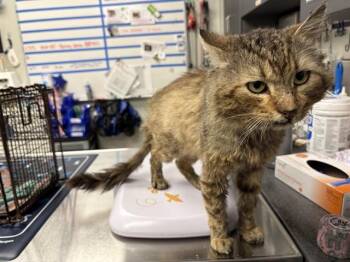 Domestic Medium Hair Cats Available for Adoption in Ontario, California - MUSHU | PetCurious