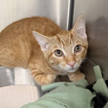 Blondie -  Domestic Short Hair Cat for Adoption in Indianapolis, Indiana - Blondie | PetCurious