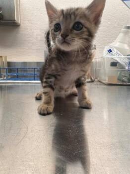 Domestic Short Hair Cats Available for Adoption in Houston, Texas - MAX | PetCurious