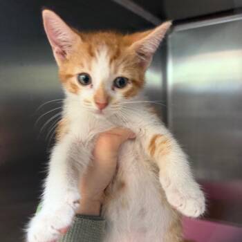 Butterfly -  Domestic Short Hair Cat for Adoption in Port Charlotte, Florida - Butterfly | PetCurious