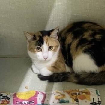 Rescue Calico Cats for Adoption in Belleville, Michigan - Squeak | PetCurious