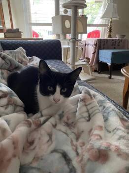 C337 Litter Lenny -  Domestic Short Hair and Tuxedo Cat for Adoption in Livonia, Michigan - C337 Litter Lenny | PetCurious