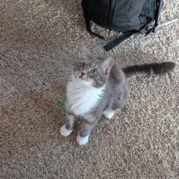 Buckaroo--In Foster***ADOPTION PENDING*** -  Domestic Short Hair Cat for Adoption in Fargo, North Dakota - Buckaroo--In Foster***ADOPTION PENDING*** | PetCurious