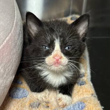 Rescue Domestic Short Hair Cats for Adoption in Pompano Beach, Florida - Waffles | PetCurious