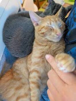 Rescue Domestic Short Hair Cats for Adoption in Beaverton, Oregon - Enzo | PetCurious