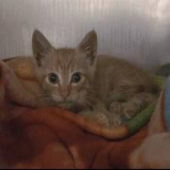 Kovu -  Domestic Short Hair Cat for Adoption in Pleasant Hill, California - Kovu | PetCurious
