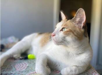 Clementine -  Calico Cat for Adoption - Clementine | PetCurious
