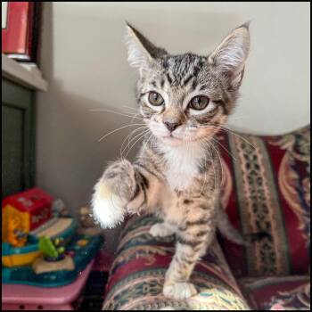Rescue Domestic Short Hair and Tabby Cats for Adoption in Roswell, Georgia - Captain | PetCurious