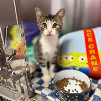Billie Eilish -  Domestic Short Hair Cat for Adoption in Portage, Michigan - Billie Eilish | PetCurious