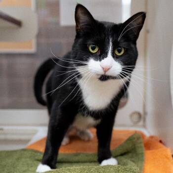 Kimber -  Domestic Short Hair Cat for Adoption in Cheyenne, Wyoming - Kimber | PetCurious