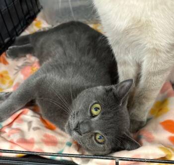 Domestic Short Hair Cats Available for Adoption - Juliet | PetCurious