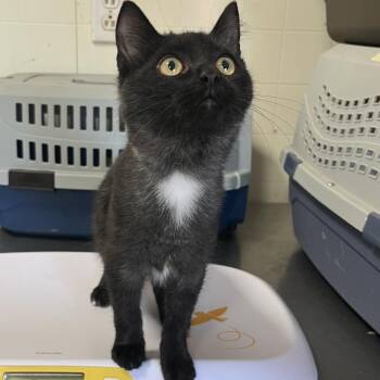 Simon -  Domestic Short Hair Cat for Adoption in Wappingers Falls, New York - Simon | PetCurious