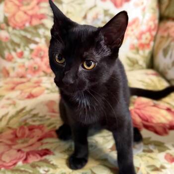 Buttercup -  Domestic Short Hair Cat for Adoption in Medina, Ohio - Buttercup | PetCurious