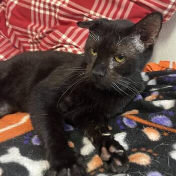 JJ -  Domestic Short Hair Cat for Adoption in Belleville, Illinois - JJ | PetCurious