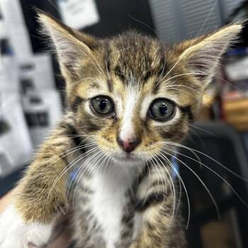 Pebbles -  Domestic Short Hair Cat for Adoption in Newark, New Jersey - Pebbles | PetCurious