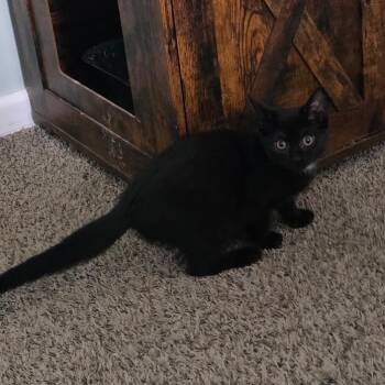 Tilly -  Domestic Short Hair Cat for Adoption in Mount Laurel Township, New Jersey - Tilly | PetCurious