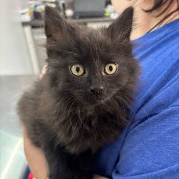 Rescue Domestic Long Hair Cats for Adoption in Fairmont, West Virginia - Stormy | PetCurious