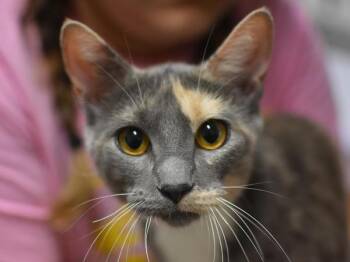 Howlight -  Domestic Short Hair Cat for Adoption in Portland, Oregon - Howlight | PetCurious
