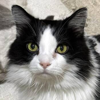 Baby -  Domestic Medium Hair Cat for Adoption in Crystal Lake, Illinois - Baby | PetCurious