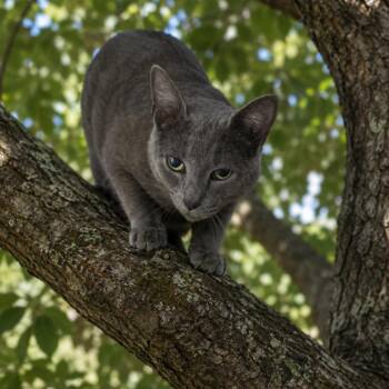 Pookie 26-0407 -  Domestic Short Hair Cat for Adoption in Yanceyville, North Carolina - Pookie 26-0407 | PetCurious