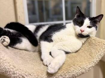 Wade -  Domestic Short Hair Cat for Adoption in Visalia, California - Wade | PetCurious