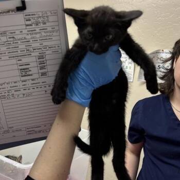 Domestic Short Hair Cats Available for Adoption in Tempe, Arizona - Slipper Lobster | PetCurious