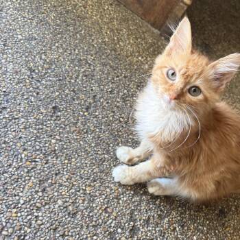 Maximus Decimus -  Maine Coon and Domestic Long Hair Cat for Adoption in Fresno, California - Maximus Decimus | PetCurious